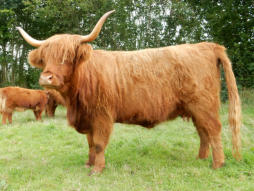 Iseabal 20th of Carsaig 