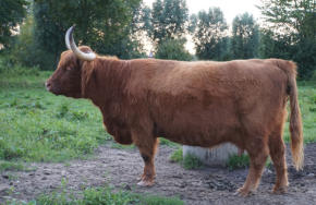 Morag 11. vom Lehnstener Moor