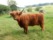Bean Bhuidhe 6th of Craigowmill