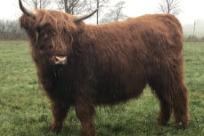 Bean Ruadh  vom Bestethal